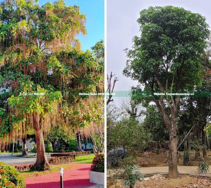 cây lộc vừng hoa đỏ