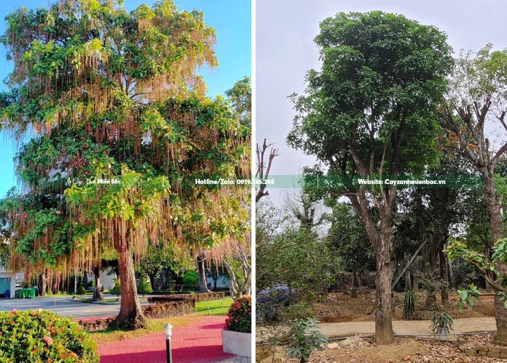 cây lộc vừng hoa đỏ cây lộc vừng hoa đỏ