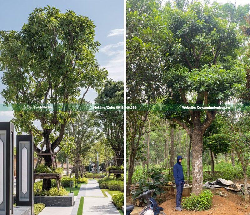 cây lộc vừng trồng biệt thự