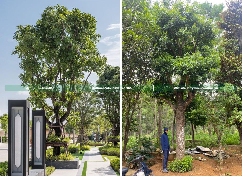 cây lộc vừng trồng biệt thự cây lộc vừng trồng biệt thự