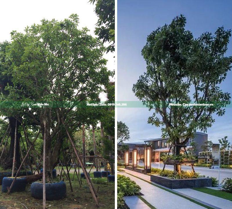 cây lộc vừng trồng trang trí