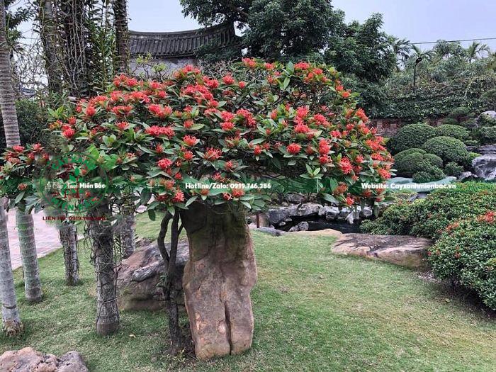 cây mẫu đơn bonsai