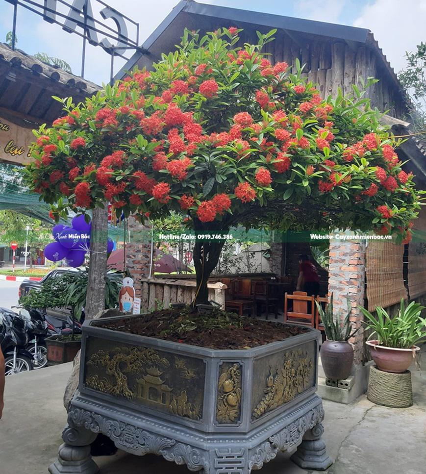 cây mẫu đơn cỡ lớn trồng quán cafe cây mẫu đơn cỡ lớn trồng quán cafe