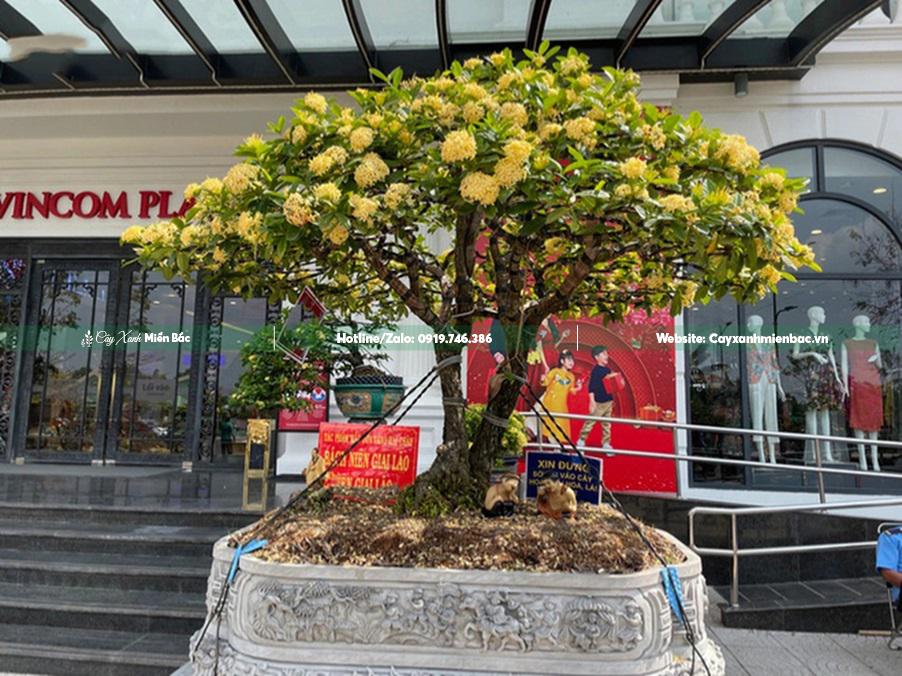 cây mẫu đơn cổ thụ hoa vàng cây mẫu đơn cổ thụ hoa vàng