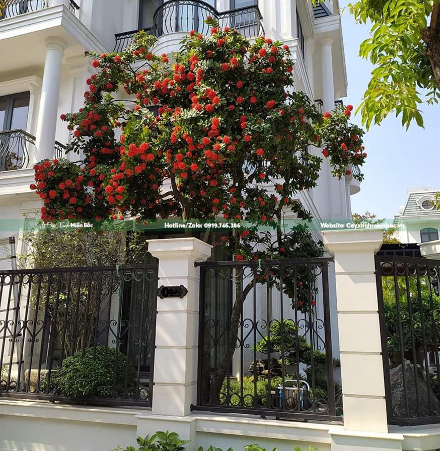 cây mẫu đơn trồng tại căn biệt thự cây mẫu đơn trồng tại căn biệt thự