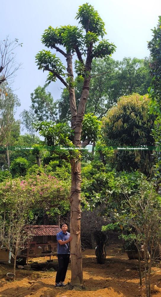 cây ngọc lan cây ngọc lan