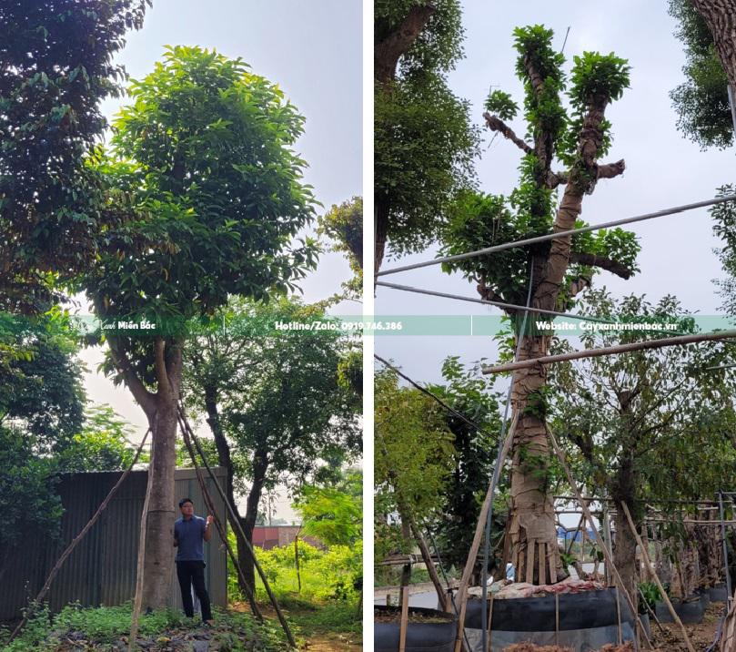 cây ngọc lan cổ thụ cây ngọc lan cổ thụ