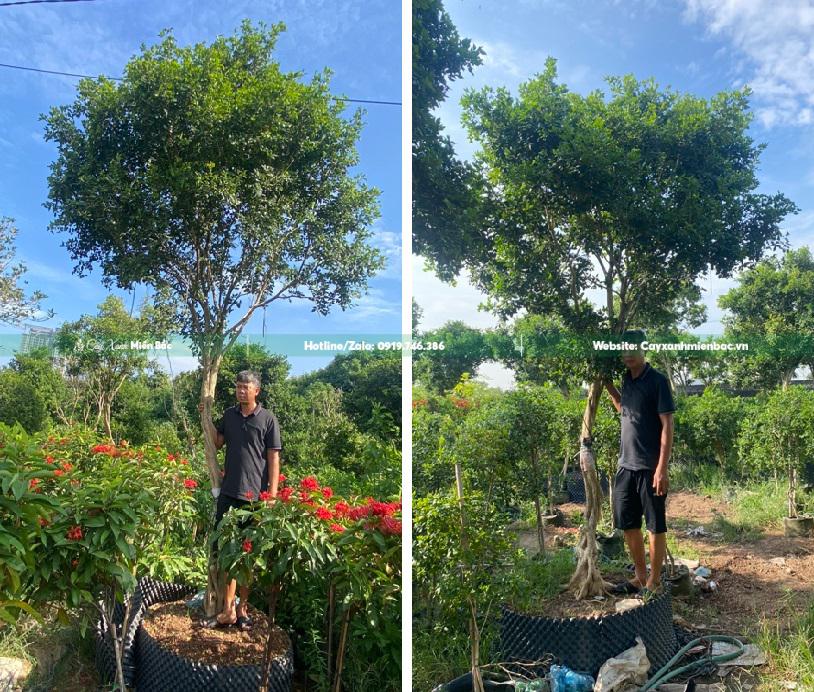 cây nguyệt quế 1 thân cây nguyệt quế 1 thân