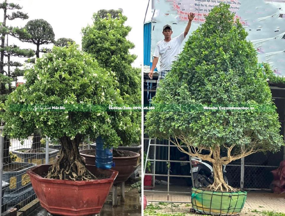 cây nguyệt quế bonsai