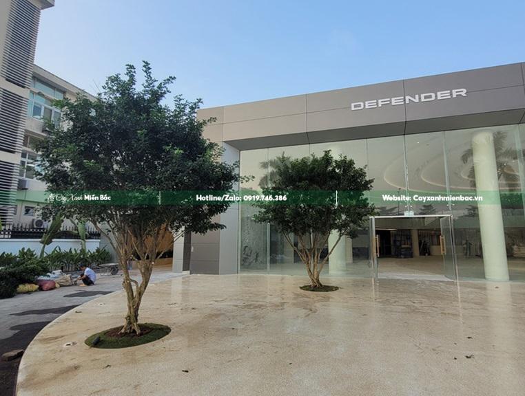 cây nguyệt quế cổ thụ cây nguyệt quế cổ thụ