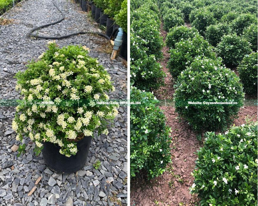 cây nguyệt quế công trình cỡ trung cây nguyệt quế công trình cỡ trung