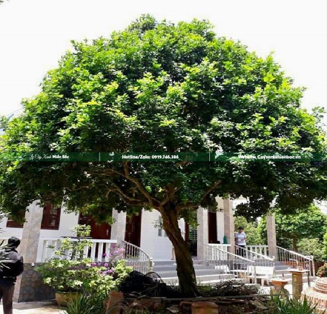 cây nguyệt quế trồng sân biệt thự cây nguyệt quế trồng sân biệt thự