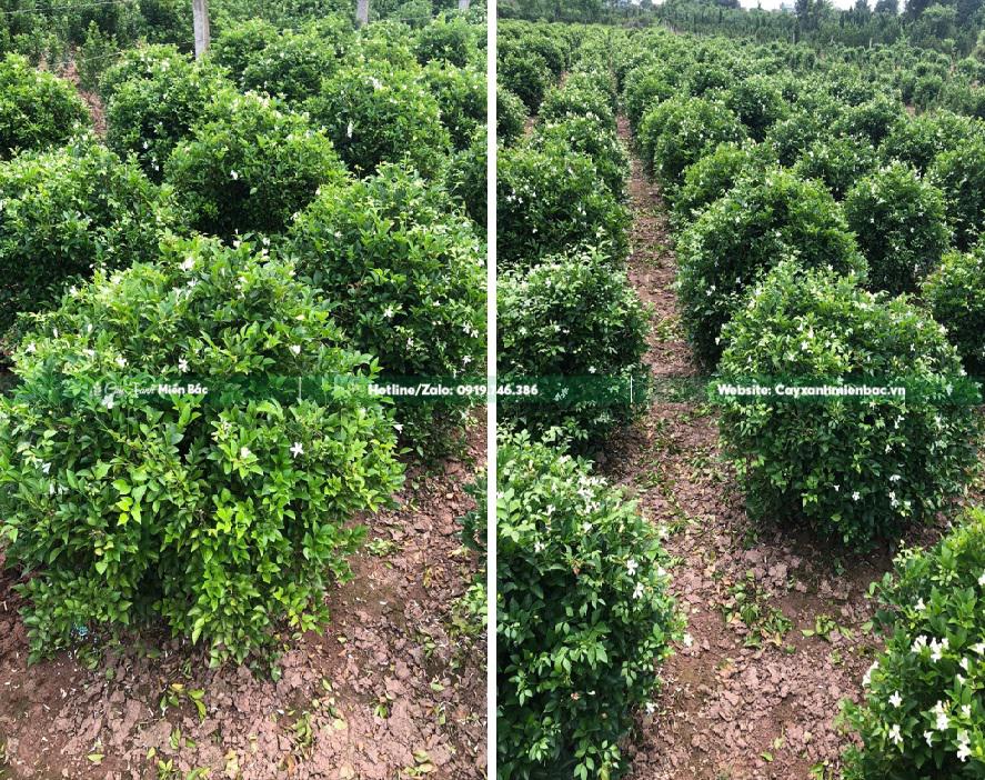 cây nguyệt quế trồng viền cây nguyệt quế trồng viền