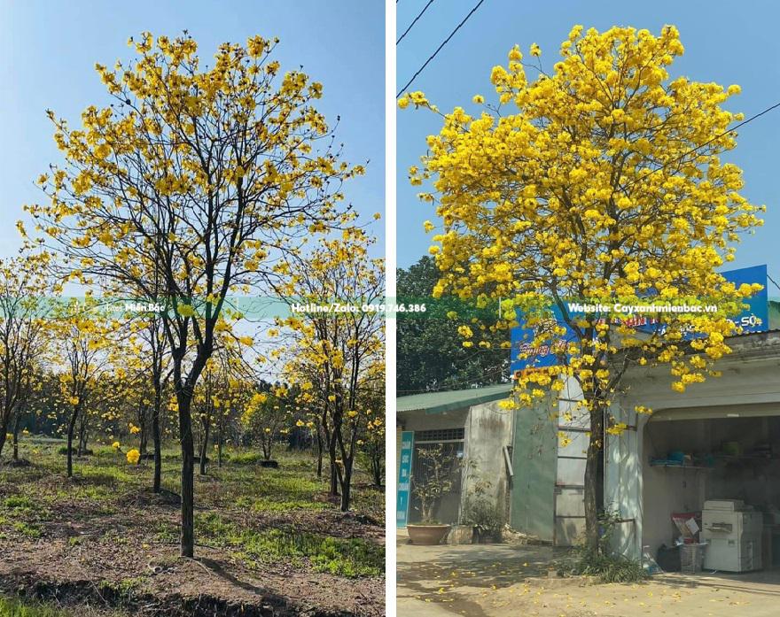 cây phong linh cỡ to cây phong linh cỡ to