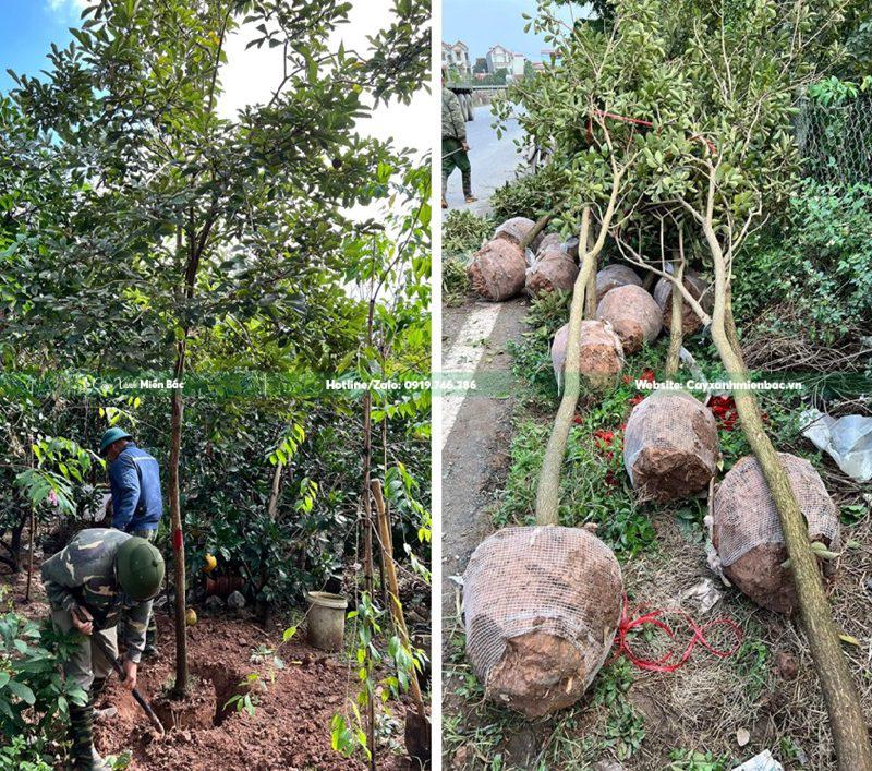 cây phong linh giá tốt