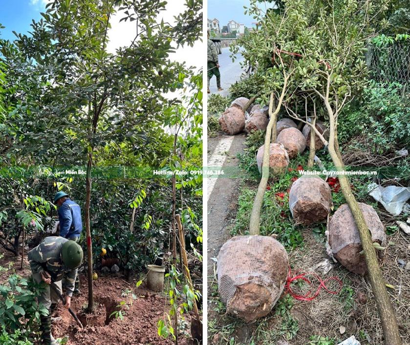 cây phong linh giá tốt cây phong linh giá tốt