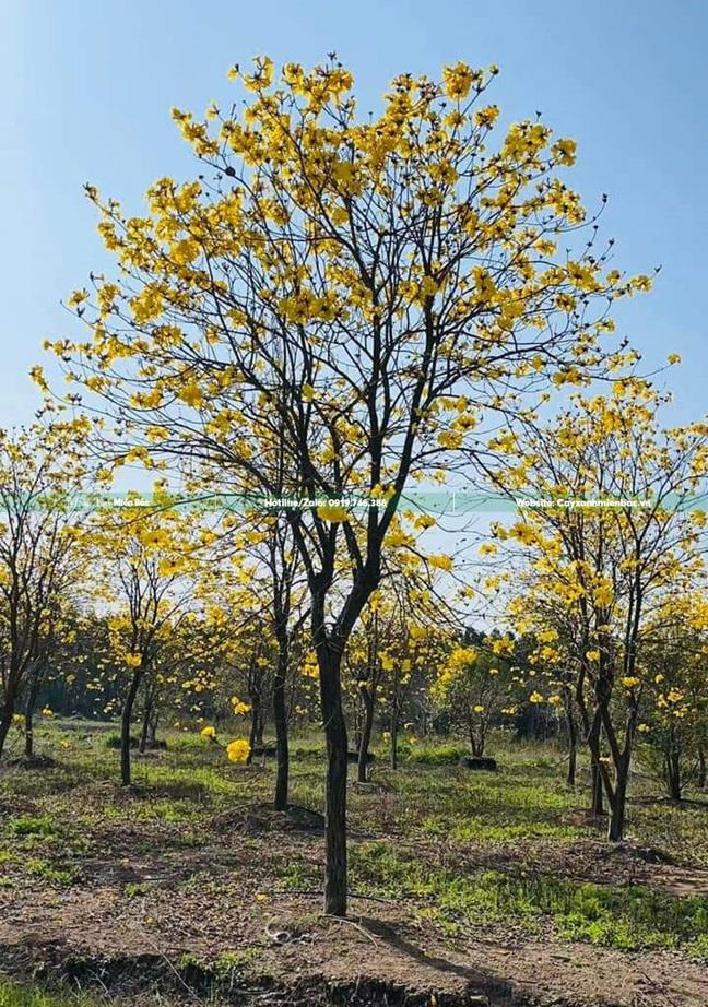 cây phong linh hoa vàng cây phong linh hoa vàng