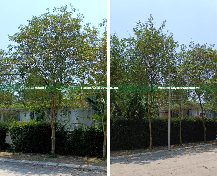 cây phong linh trồng Resort cây phong linh trồng Resort