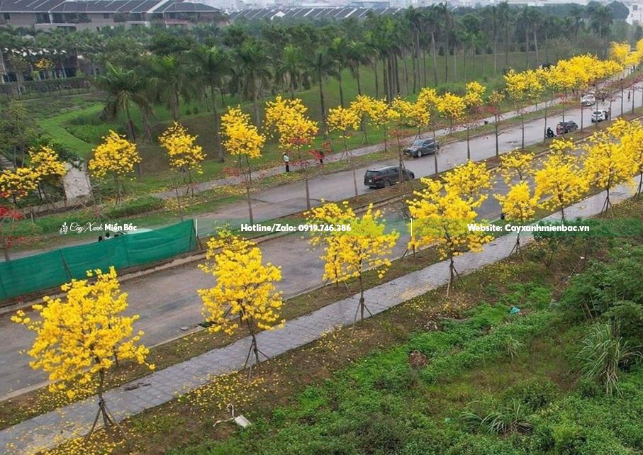 cây phong linh trồng tuyến phố