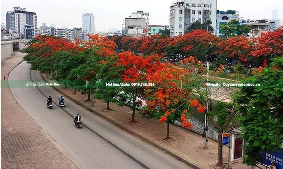 cây phượng hoa đỏ