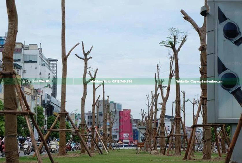 cây phượng vĩ công trình cây phượng vĩ công trình