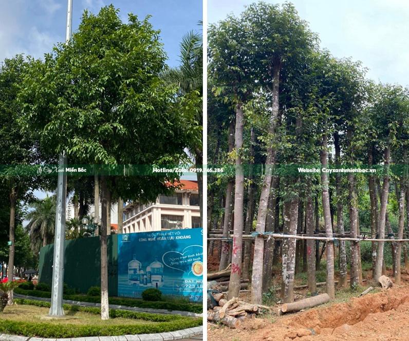 cây sao đen cỡ lớn trồng công trình cây sao đen cỡ lớn trồng công trình