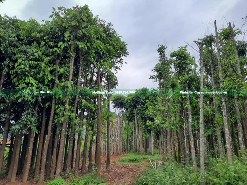 cây sao đen giâm ủ tại vườn cây sao đen giâm ủ tại vườn