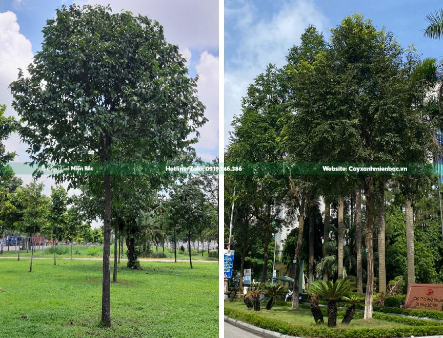 cây sao đen trồng công viên cây sao đen trồng công viên