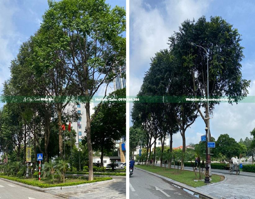 cây sao đen trồng đường phố cây sao đen trồng đường phố