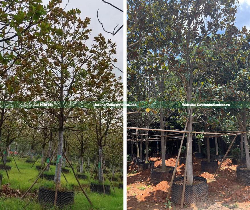 cây sen đất cỡ lớn cây sen đất cỡ lớn