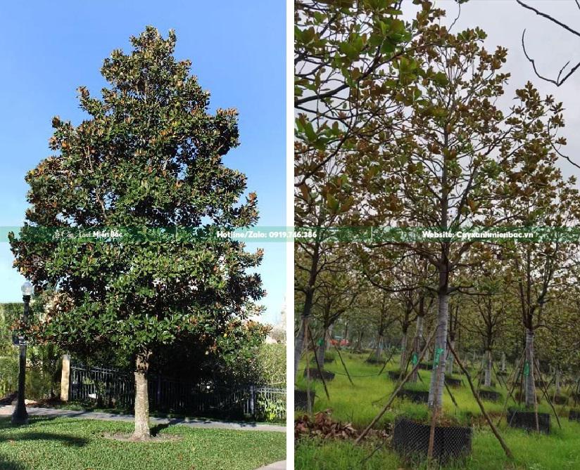 cây sen đất trồng đường phố cây sen đất trồng đường phố