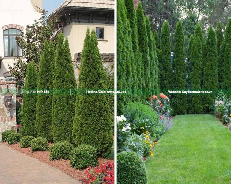 cây tùng búp trồng gia đình cây tùng búp trồng gia đình