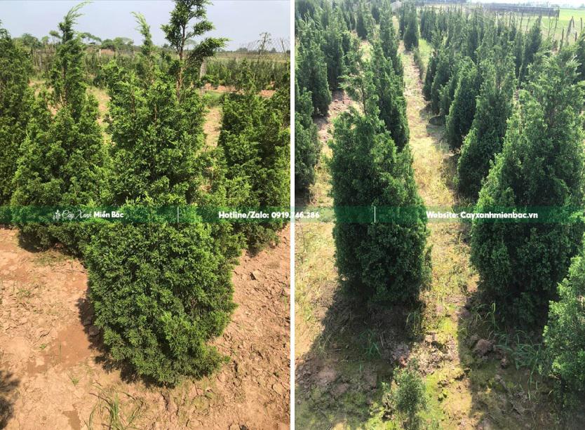 cây tùng tháp cao 1m cây tùng tháp cao 1m