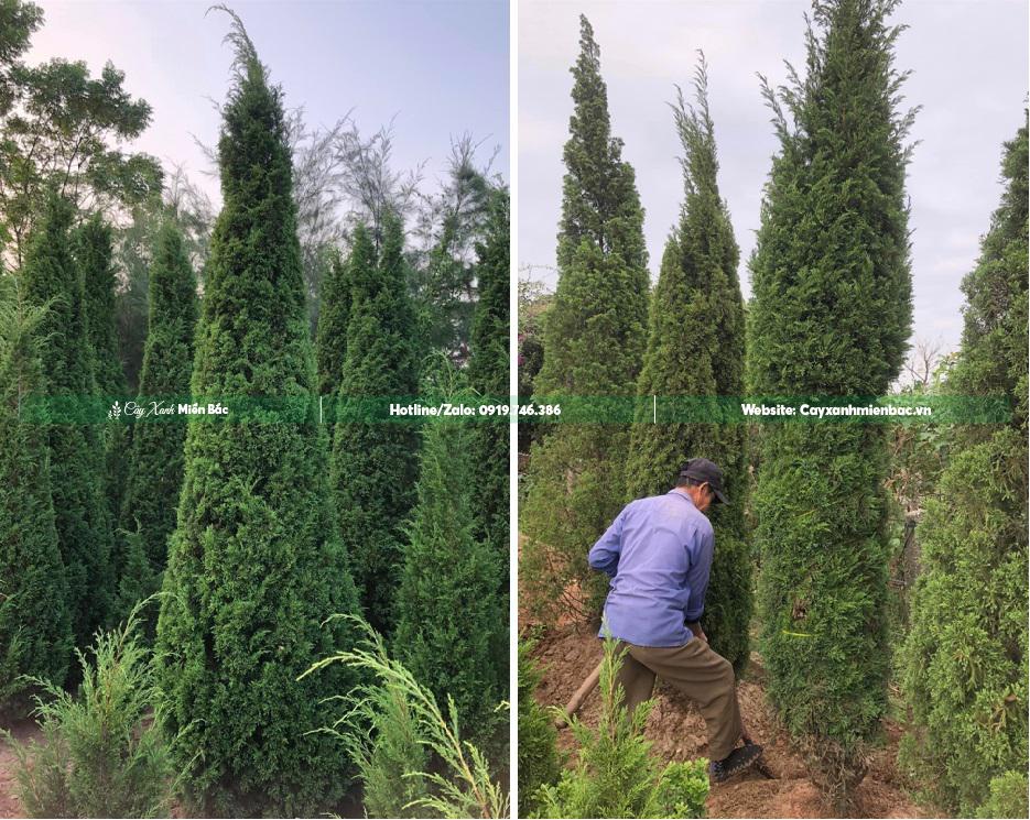 cây tùng tháp cao 3m cây tùng tháp cao 3m