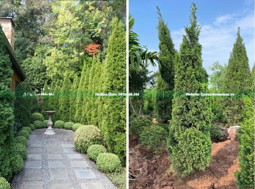 cây tùng tháp trồng biệt thự cây tùng tháp trồng biệt thự