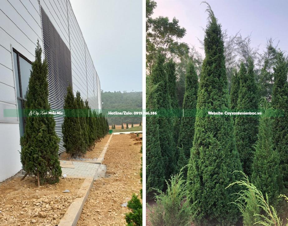 cây tùng tháp trồng công trình cây tùng tháp trồng công trình