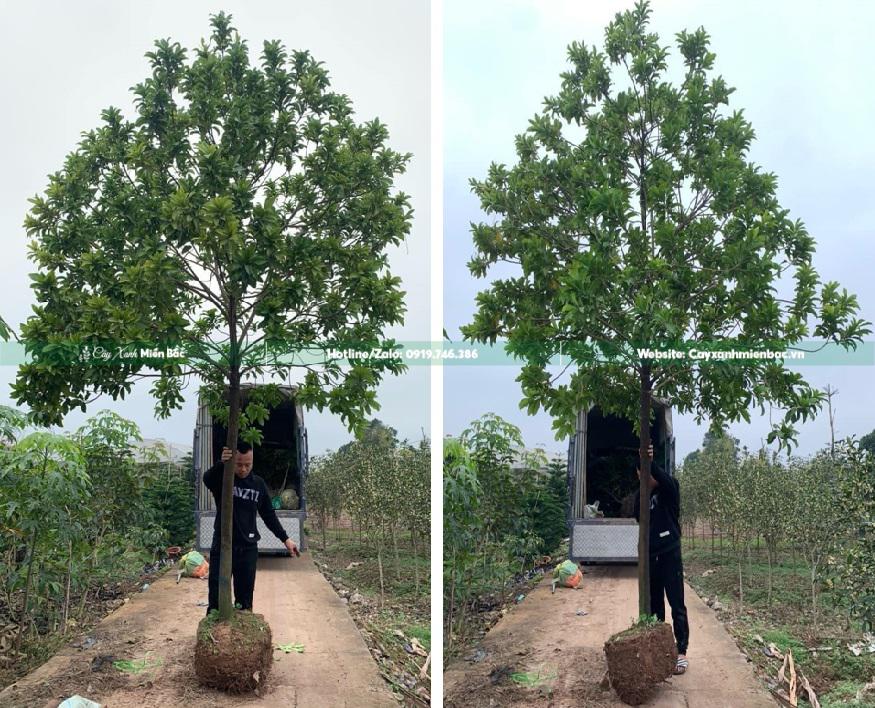 cây vú sữa hoàng kim cây vú sữa hoàng kim