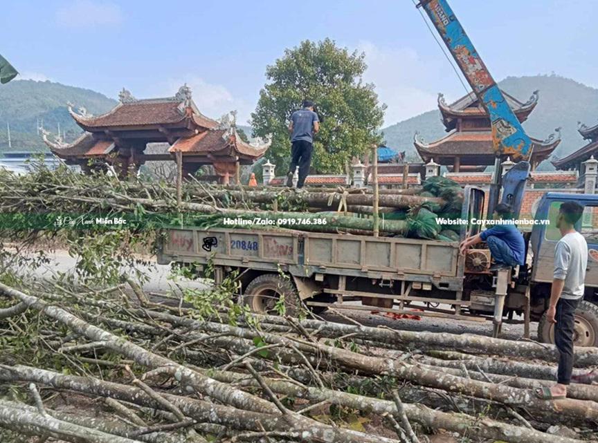 giao cây sao đen tại công trình