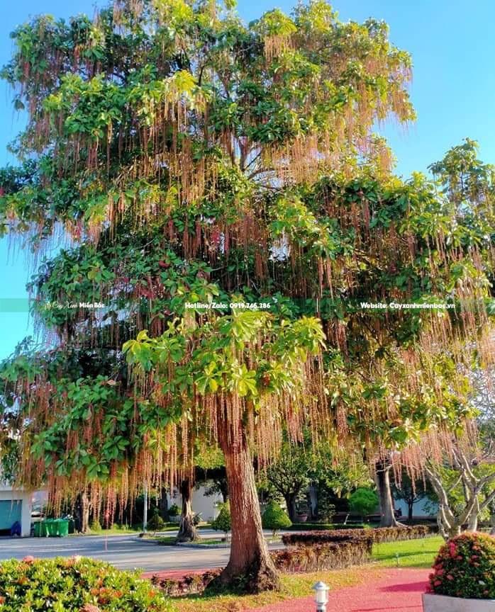 lộc vừng hoa đỏ lộc vừng hoa đỏ