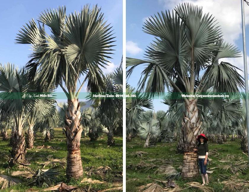 mua cây kè bạc mua cây kè bạc