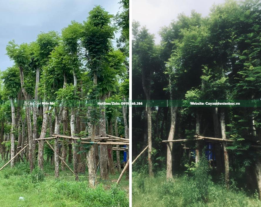 mua cây lim xẹt mua cây lim xẹt