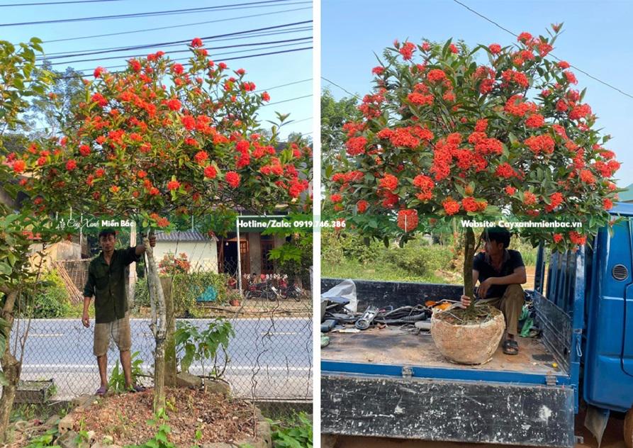 mua cây mẫu đơn giá tốt