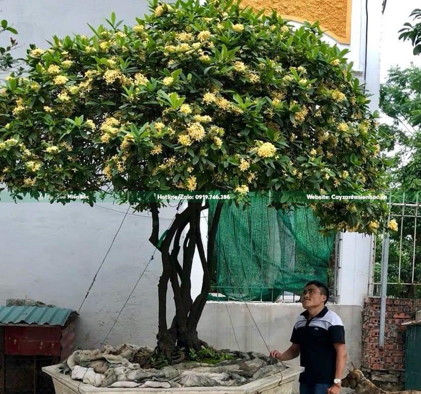 mua cây mẫu đơn hoa vàng