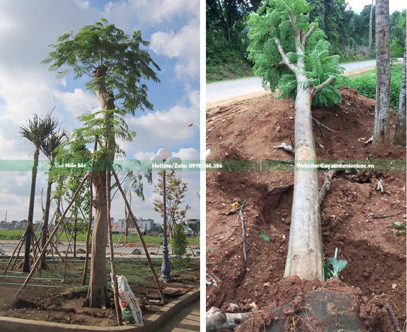 mua cây phượng vĩ đỏ mua cây phượng vĩ đỏ