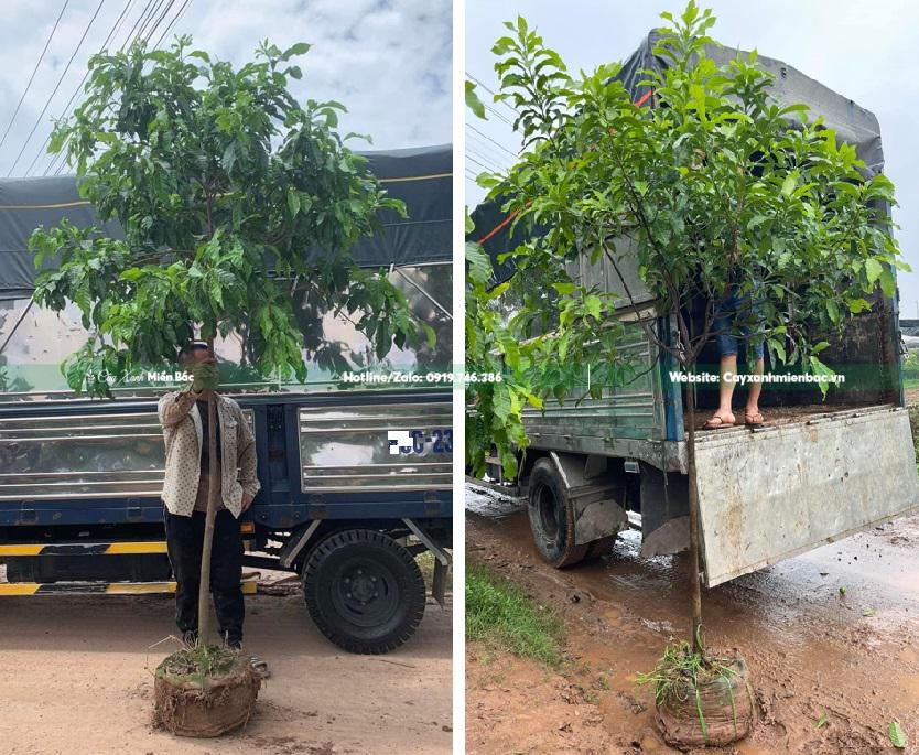 mua cây vú sữa hoàng kim mua cây vú sữa hoàng kim