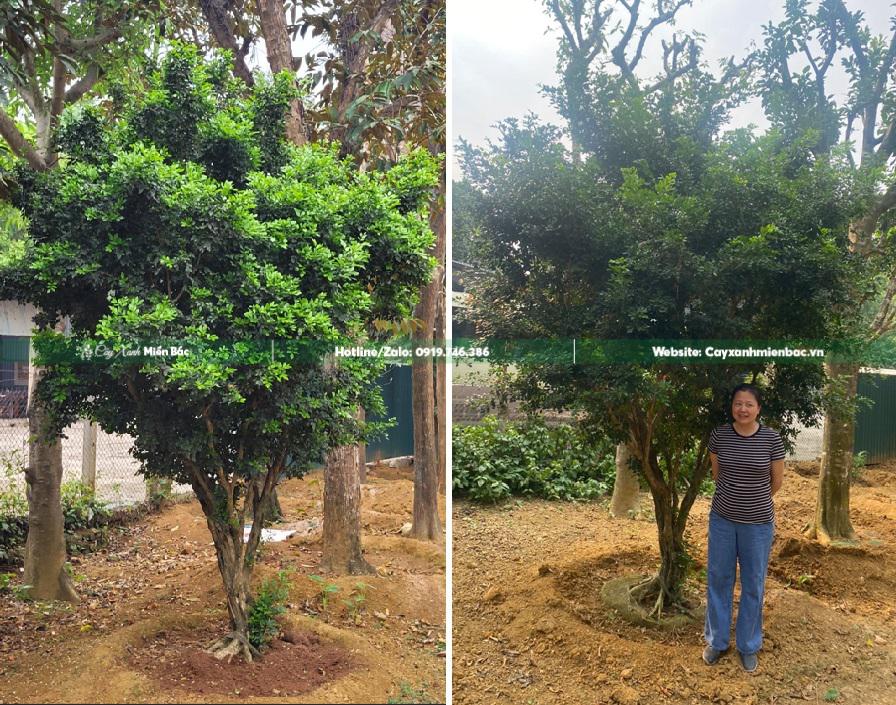 nguyệt quế cỡ lớn nguyệt quế cỡ lớn