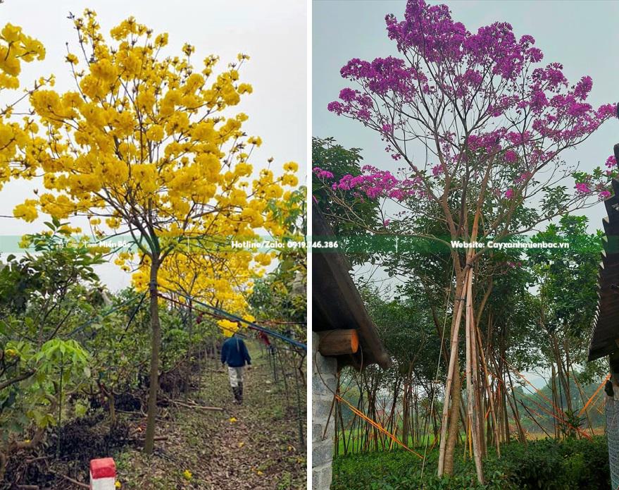 phong linh vàng và phong linh tím phong linh vàng và phong linh tím