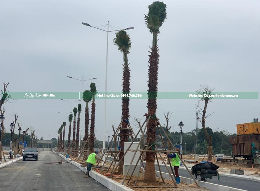 trồng cây cọ mỹ tại dự án trồng cây cọ mỹ tại dự án