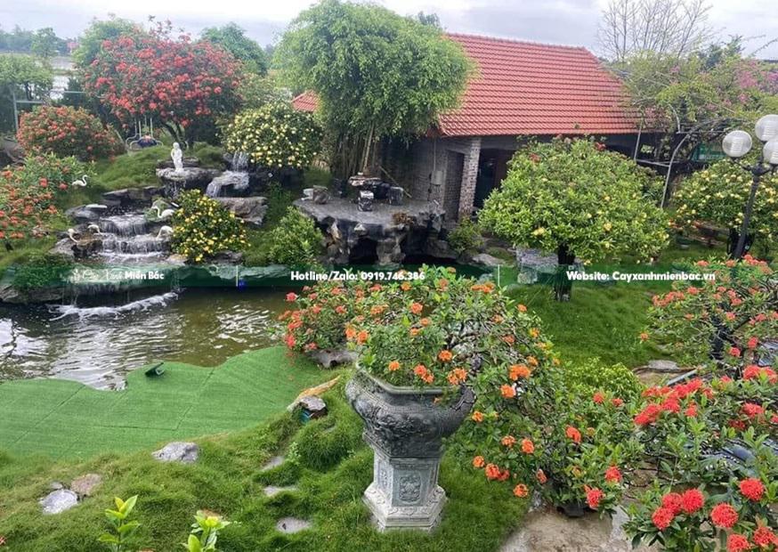 trồng cây mẫu đơn sân vườn trồng cây mẫu đơn sân vườn