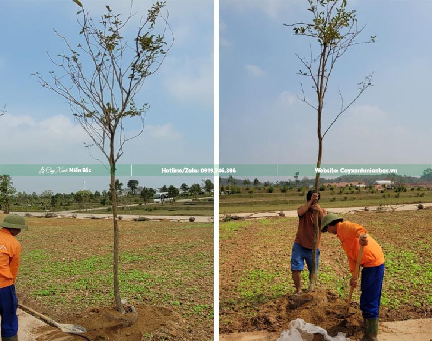 trồng cây phong linh trồng cây phong linh